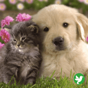 mutuelle chat chien