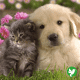 mutuelle chat chien